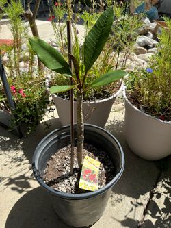Plumeria Valentina en 5 Gln