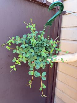 6” peperomia hope