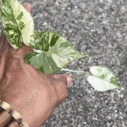 Variegated Alocasia Plant