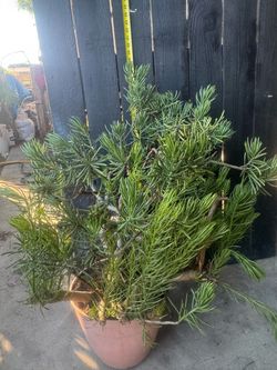 Large Mature Barberton Senecio Succulent Bush -