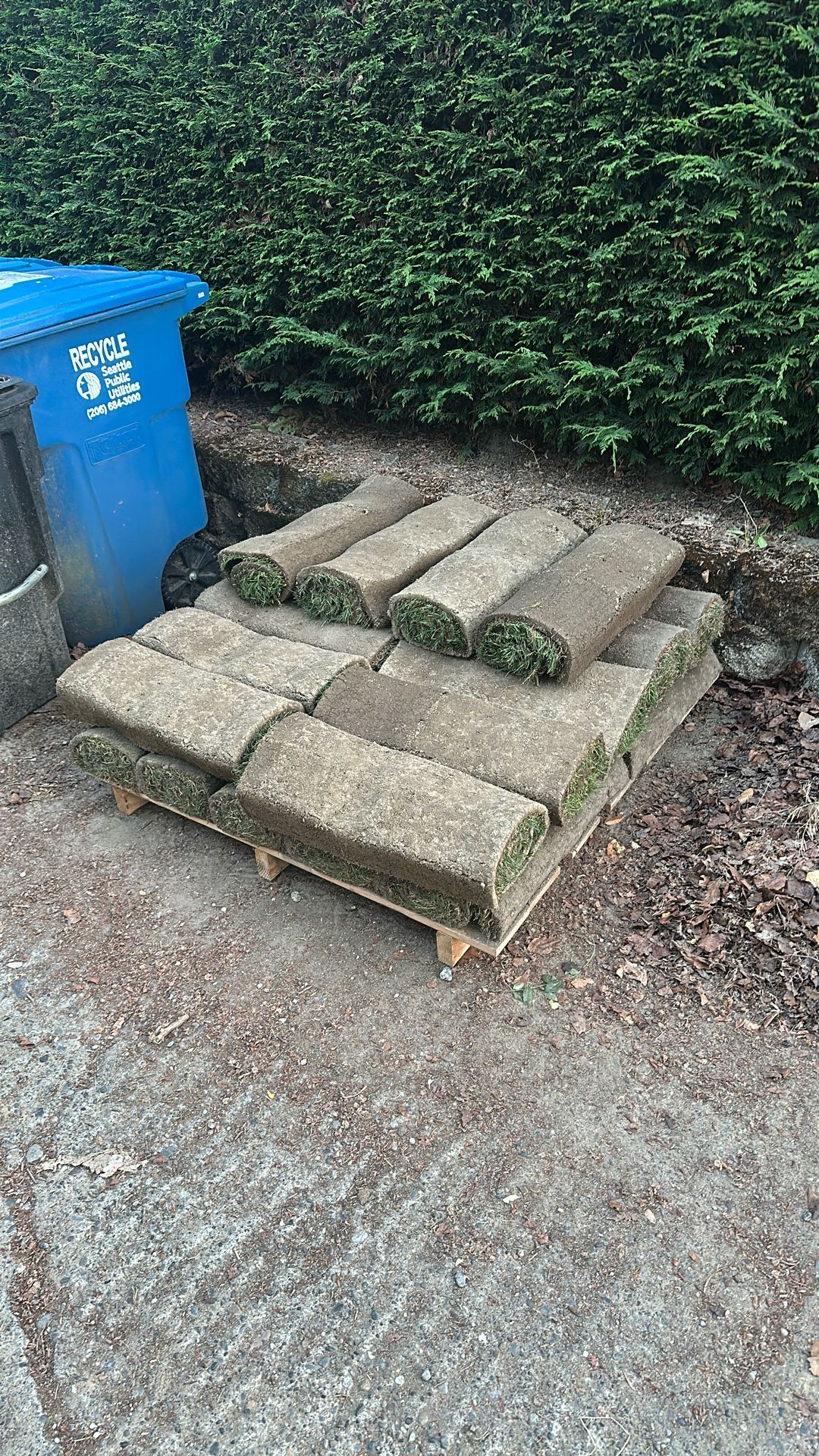 Fresh Sod 24 Rolls