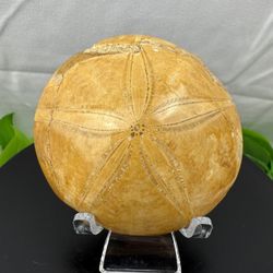 Rare Fossilized Sand Dollar