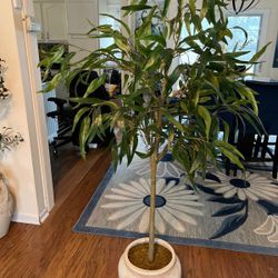  Weeping Eucalyptus Tree