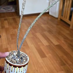 RARE! Potted Euphorbia Platycada Aka The Dead Succulent 