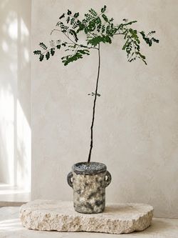 ~ 46” Tall Delonix Decaryi (Planter Included) ‘Local LA Seller’