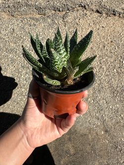 Plant