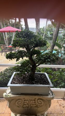 Bonsai Tree / Tea Tree