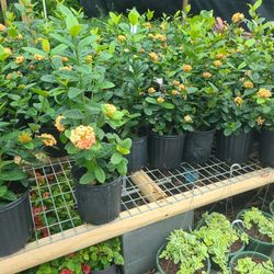 Ixoras Amarillas 3 Gallones 