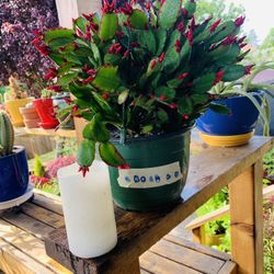 Live Indoor Reddish Spring Cactus (Schlumbergera Gaertneri) plant in a hanging plastic planter pot—firm pric