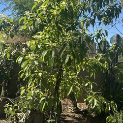 Camphor Tree/arbol Para La Sombra