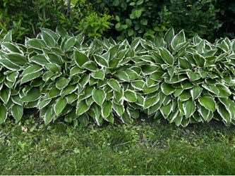 Hostas Plants