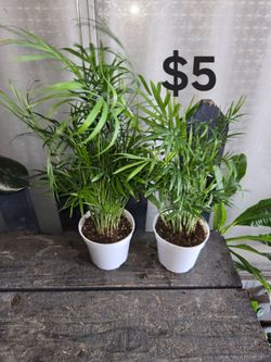 4" Parlor palm