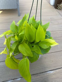 Neon Pothos lemon Lime, live plant in 6” nursery pot. ✔️ profile for more🪴