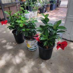 Brazilian Jasmine Plants 