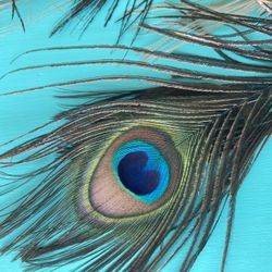 Xtra Long Peacock Feathers Bundle Perfect Decor 