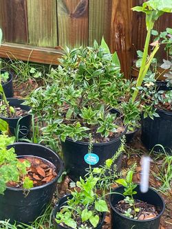 Carissa Chinese Holly only 5$
