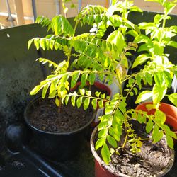 Indian Curry Leaf Plant - Murraya koenigii 