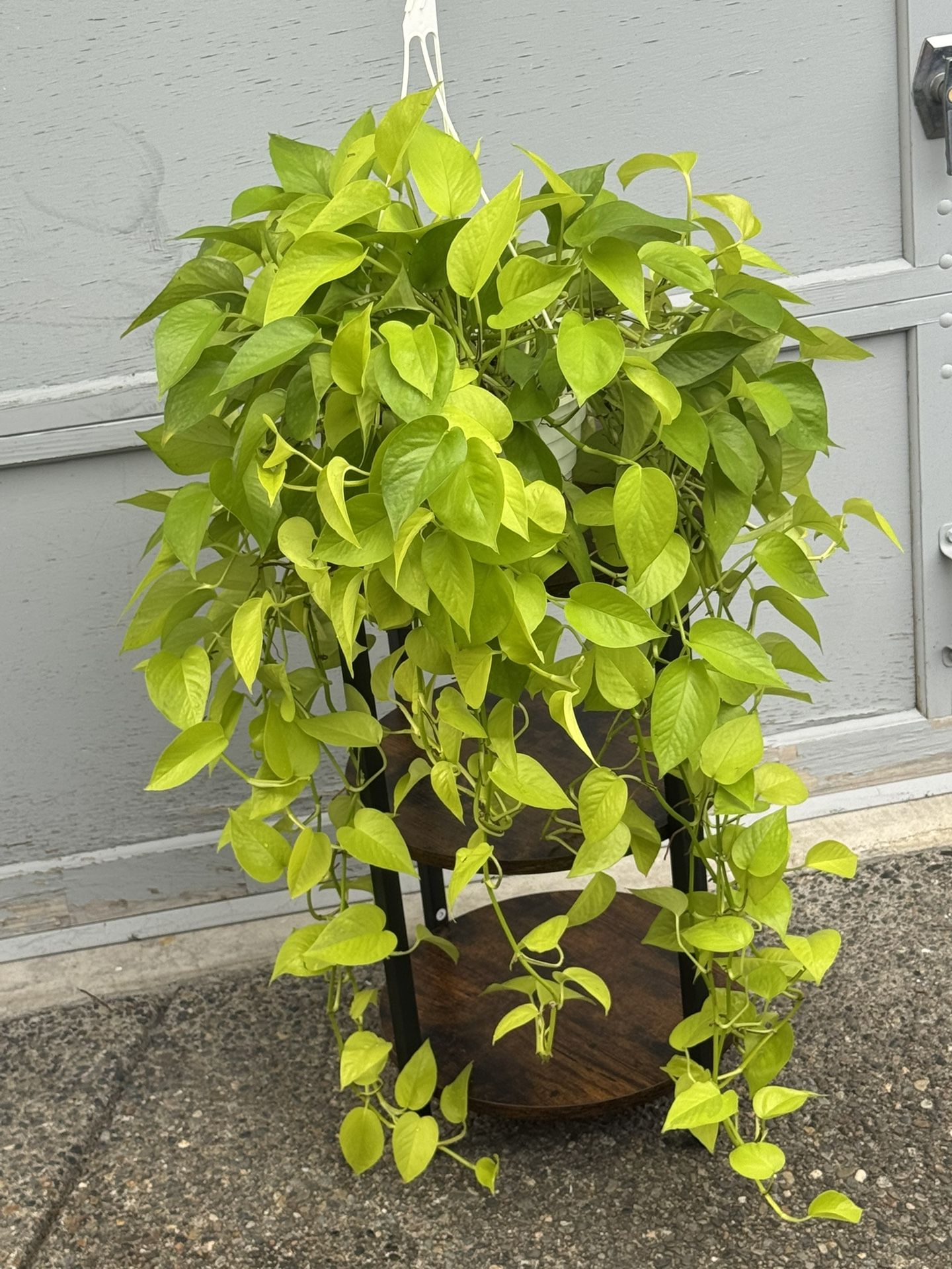 Huge Neon Pothos
