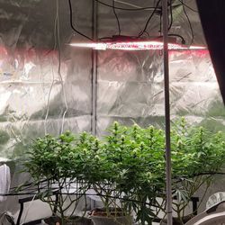 Complete Indoor Grow Set-up