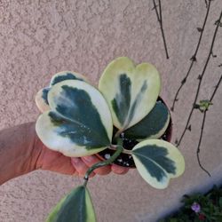 Variegated Hoya Kerri Plant $28
