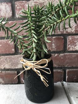 Crassula Tetragona Plant in 5 1/2”tall mason jar