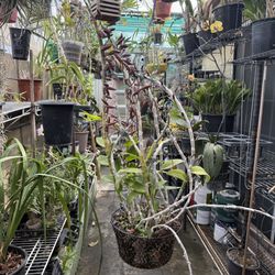 Dendrobium Anosmum (Phi điệp) Orchid Flower Pot