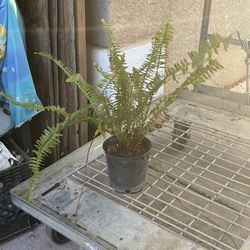 Helecho Planta / Fern Plant