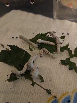 Silkworms