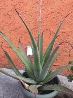Sabila/ aloe vera