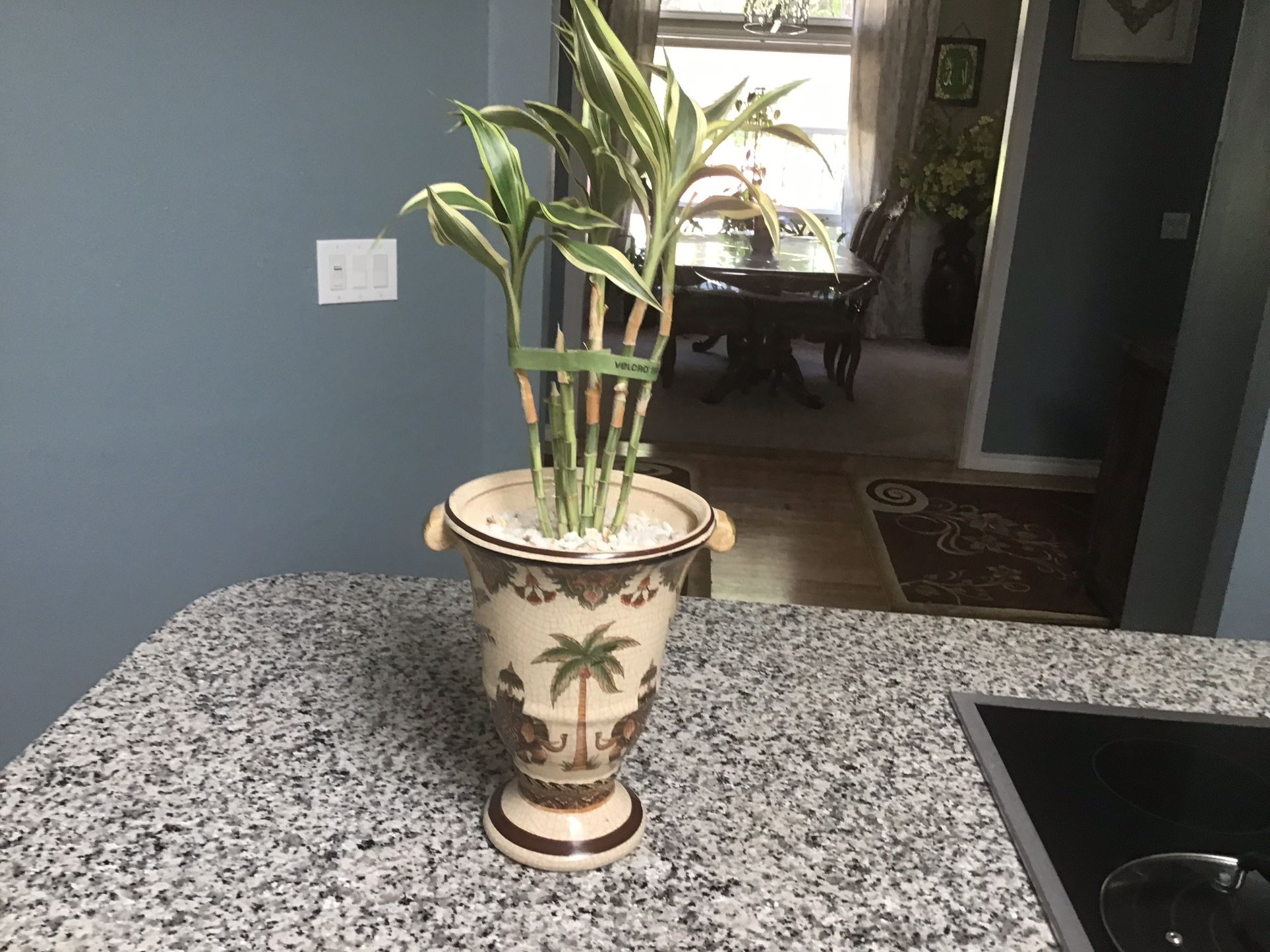 Beautiful bamboo plant