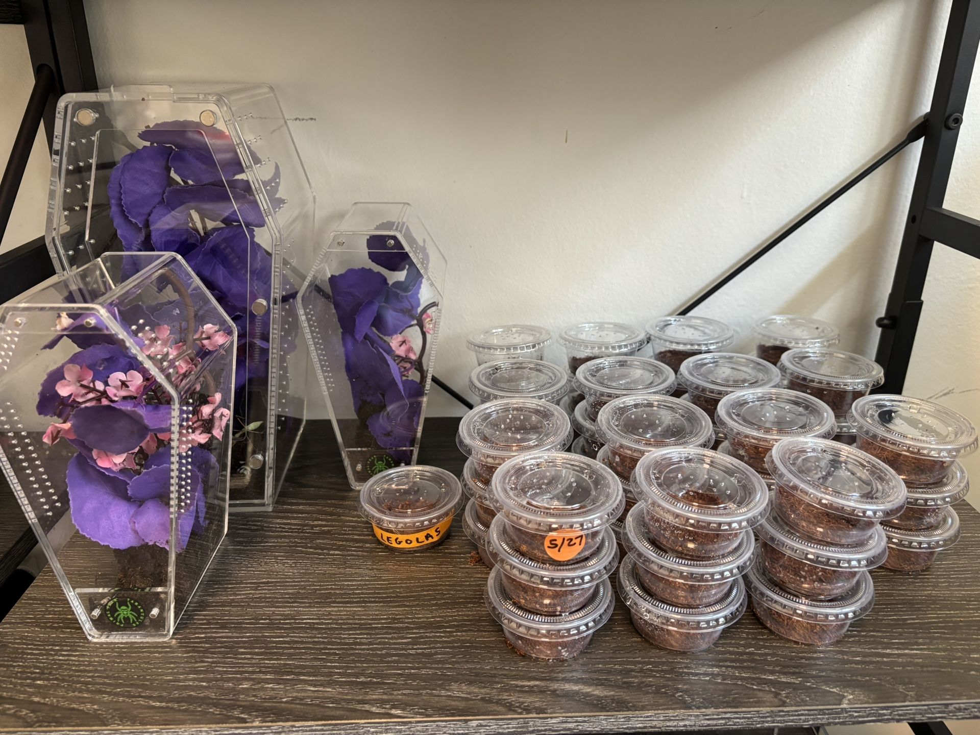 Tarantula Enclosures