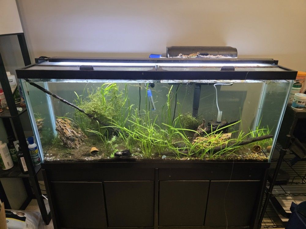 55 gallon aquarium with stand & accessories