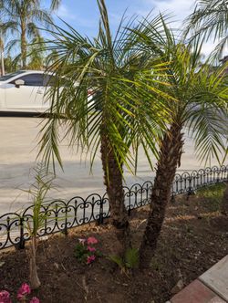 Palm Tree For Sale!