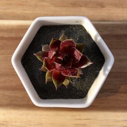 Succulent Plant For Memorial Day