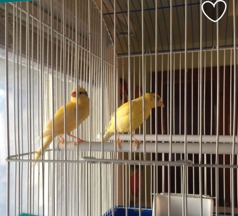Cage
