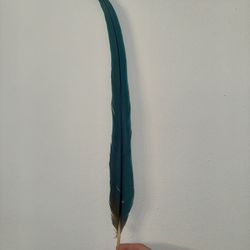 Real Blue And Yellow Macaw Feathers 