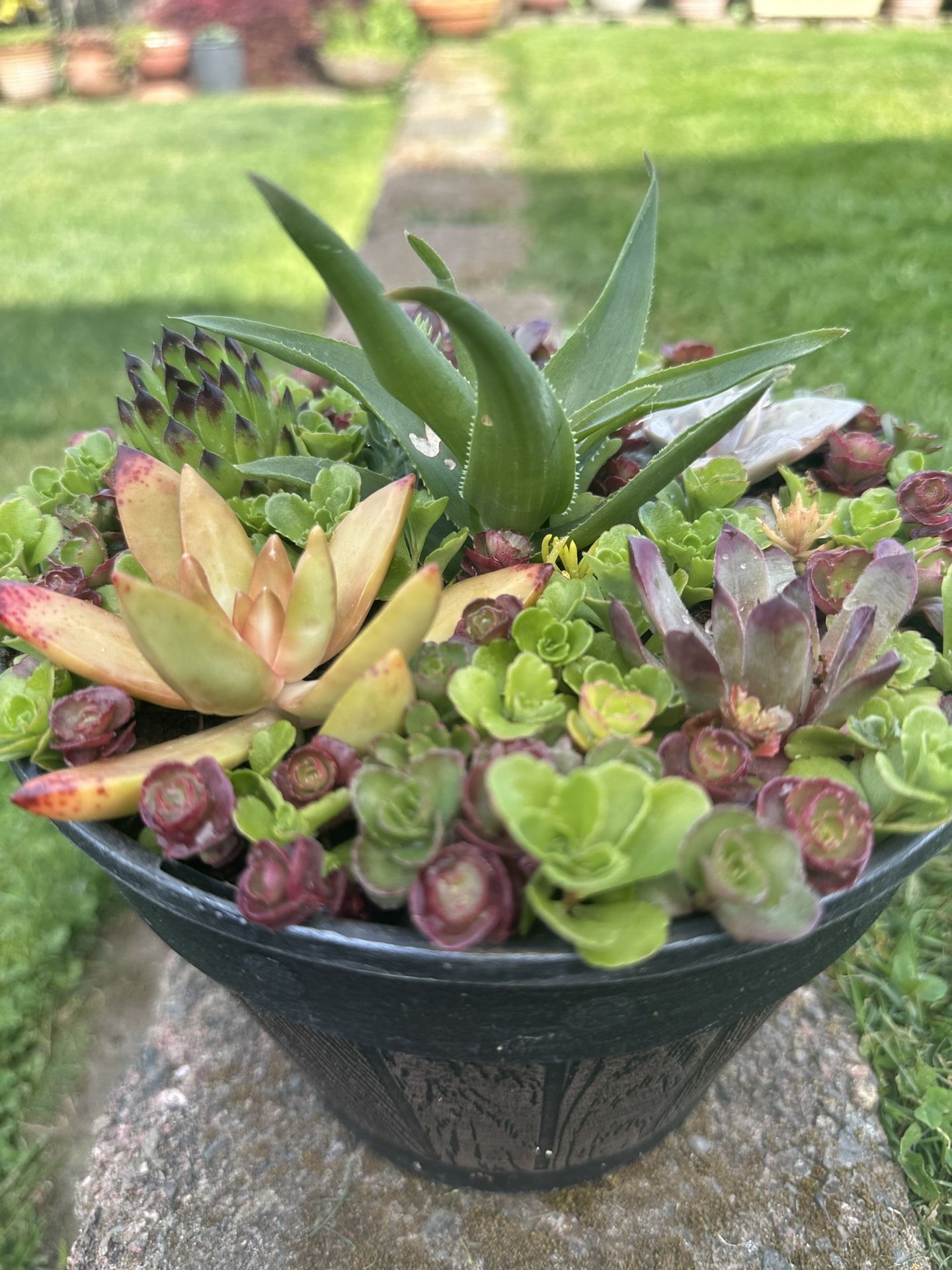 Succulents Plants Arrangement In Its Own Containers 