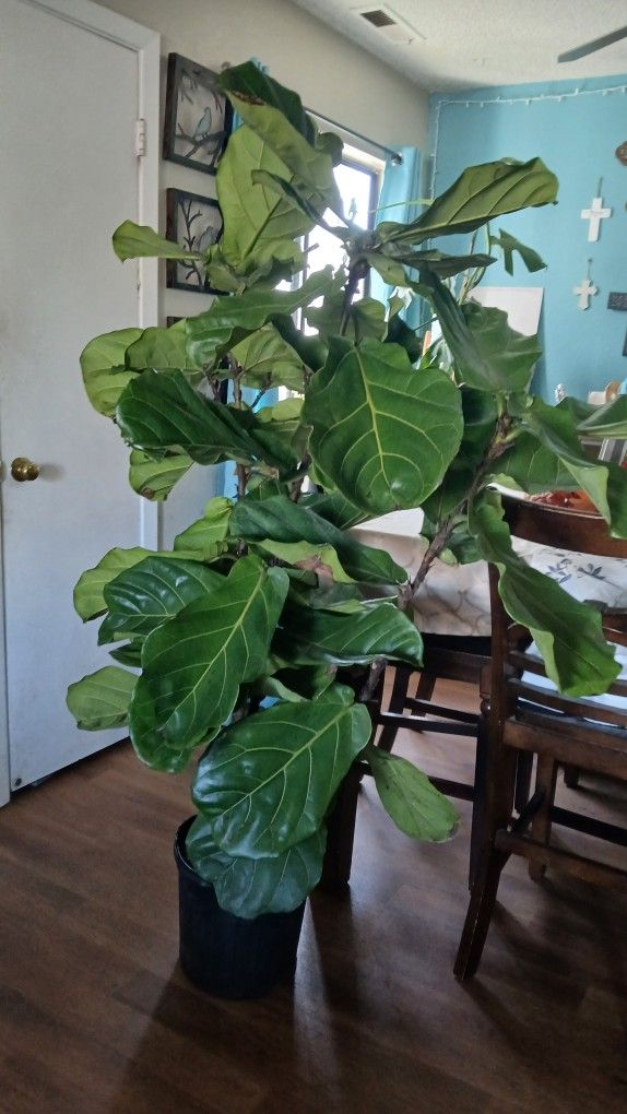 Fiddle Fig Foliage Tree $35 10" Potted Almost 6ft Tall