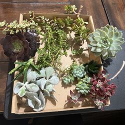 Succulent Cuttings 