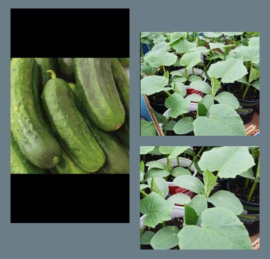 National pickling organic cucumber plants$2 Plants for$4 Or 3 For$5