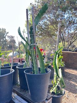 Dragon Fruit Plants – Red & Yellow Varieties