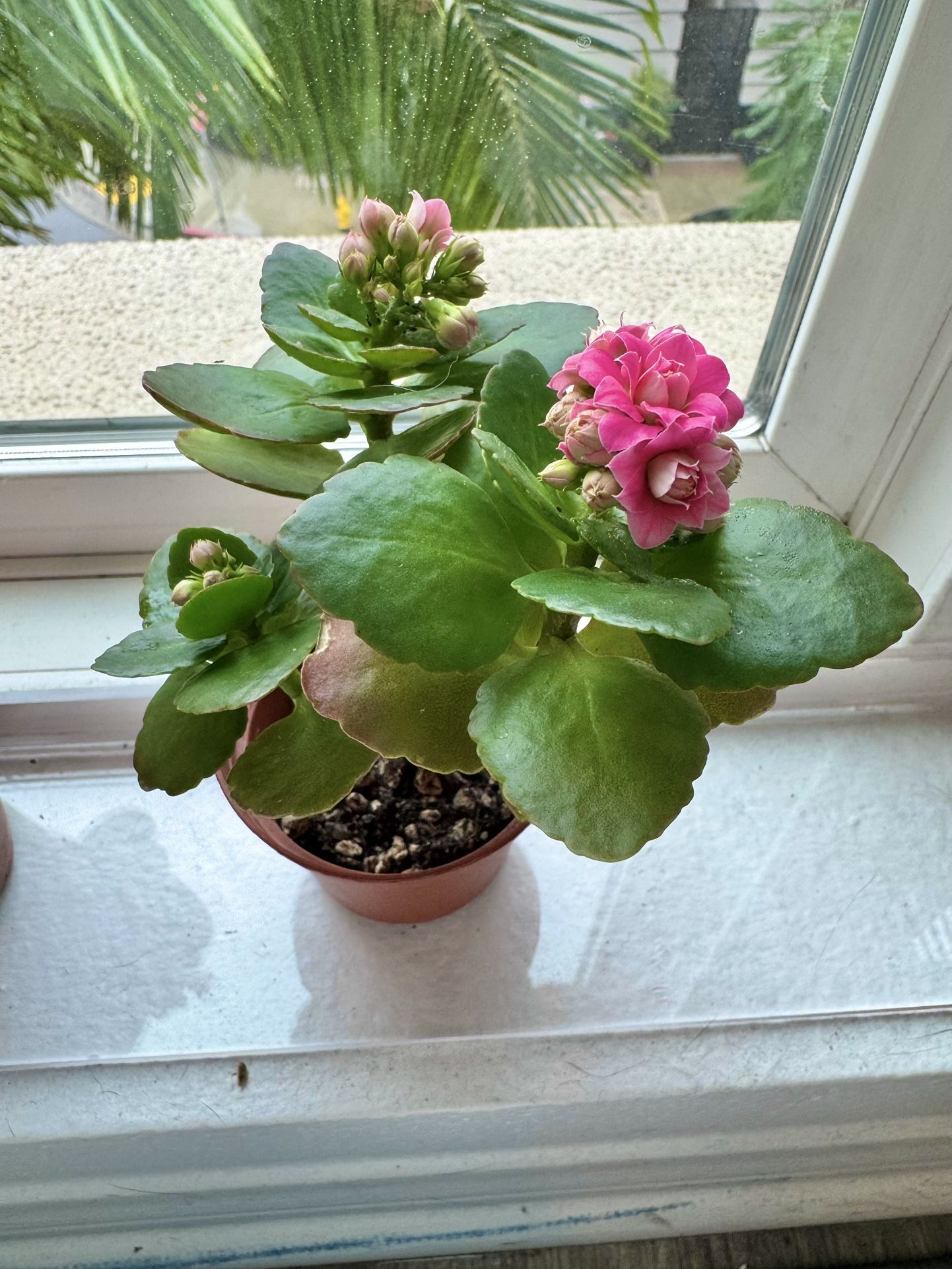 Pink Florist Kalanchoe / Kalanchoe blossfeldiana / Succulent