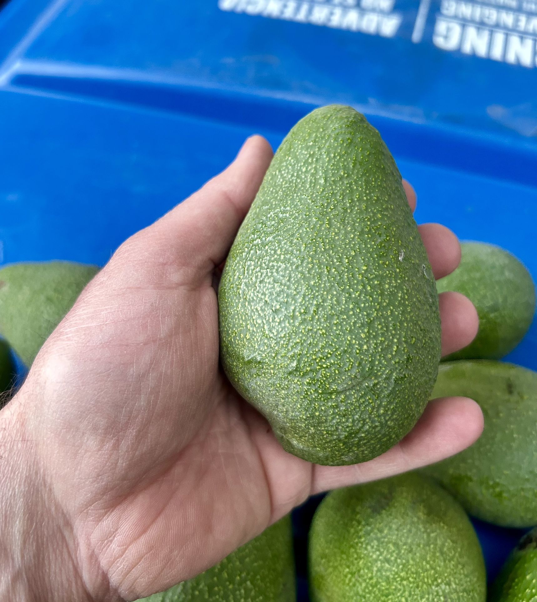 Fuerte avocados