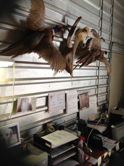 Pheasant Mounts