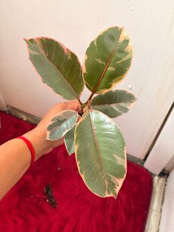 Ficus Ruby