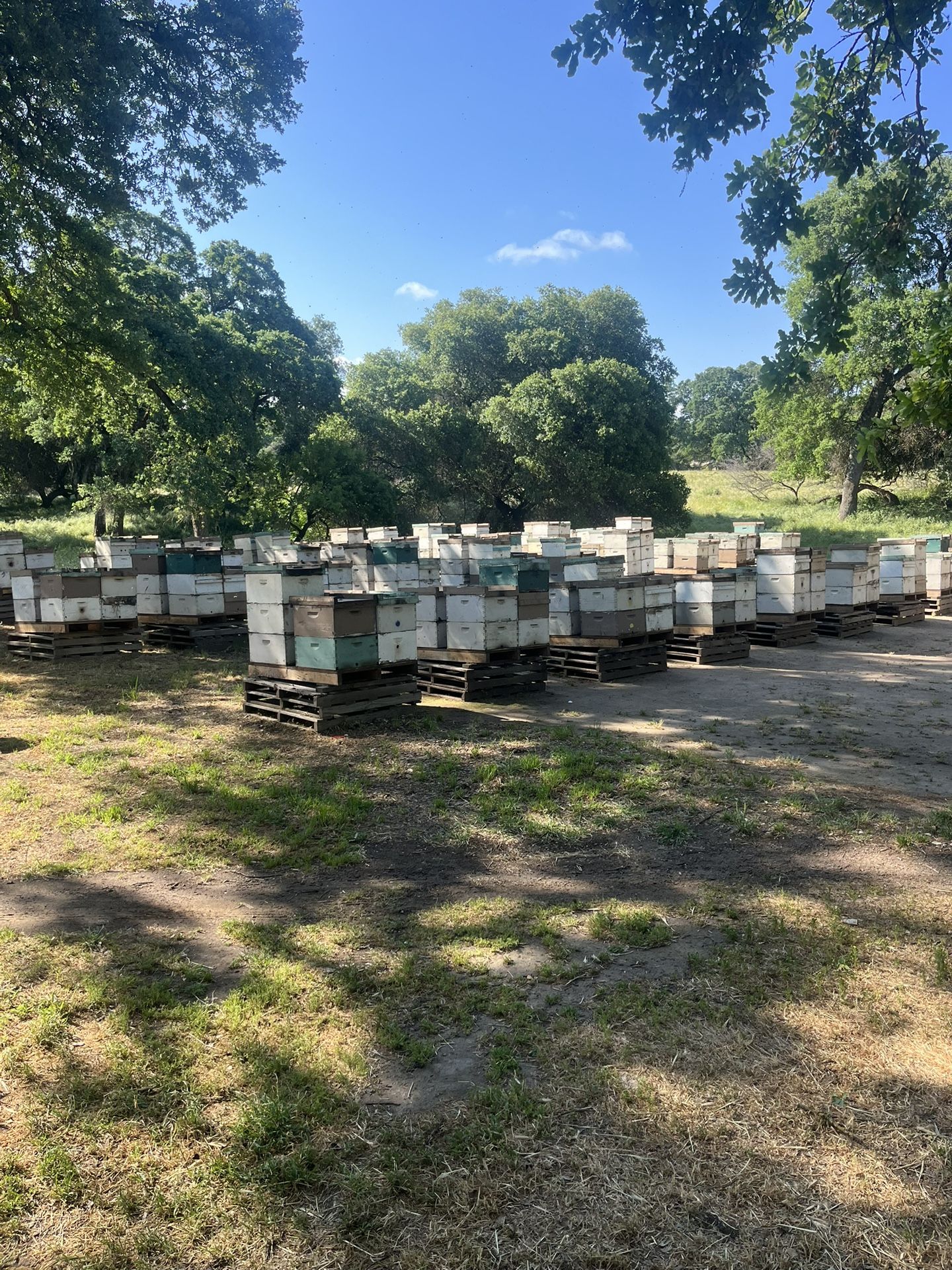 Bees