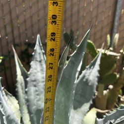 Agave Plant