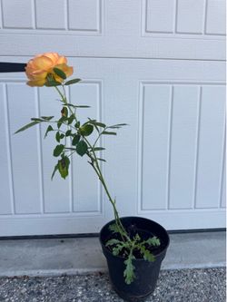 Lady of Shallot
