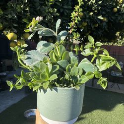 Gorgeous Succulent Arrangement 