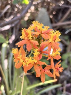 Firestar Orchids